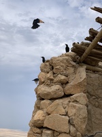 Birds who live at the top of Masada